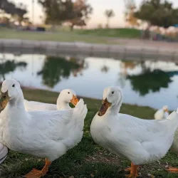Bucklin Park - El Centro