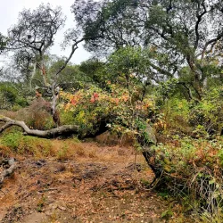 Albany Hill - El Cerrito