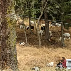 Kensington Park - El Cerrito