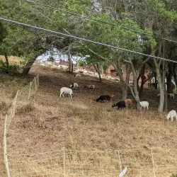 Kensington Park - El Cerrito