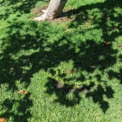 Kensington Park - El Cerrito