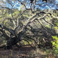 Wildcat Canyon Regional Park - El Cerrito
