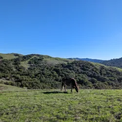 Wildcat Canyon Regional Park - El Cerrito