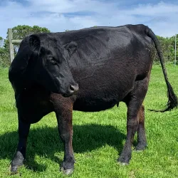 Wildcat Canyon Regional Park - El Cerrito