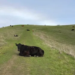 Wildcat Canyon Regional Park - El Cerrito