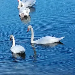Cameron Park Lake - El Dorado Hills
