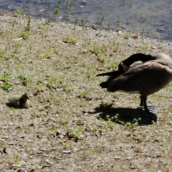 Cameron Park Lake - El Dorado Hills