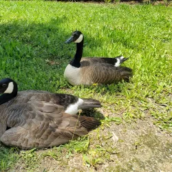 Cameron Park Lake - El Dorado Hills