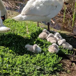 Cameron Park Lake - El Dorado Hills