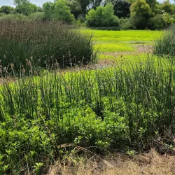 Cosumnes River Preserve - Elk Grove