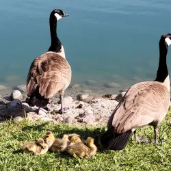 Elk Grove Regional Park - Elk Grove
