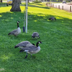 Elk Grove Regional Park - Elk Grove