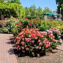 Laguna Town Hall Community Center - Elk Grove