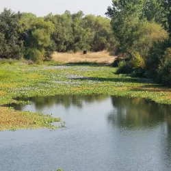 Stone Lakes National Wildlife Refuge - Elk Grove