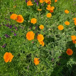 Stone Lakes National Wildlife Refuge - Elk Grove