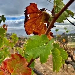 Orfila Vineyards and Winery - Escondido