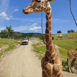 San Diego Zoo Safari Park - Escondido
