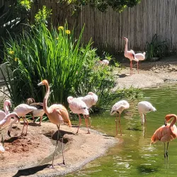 San Diego Zoo Safari Park - Escondido