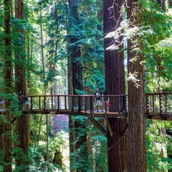 Redwood Sky Walk at the Sequoia Park Zoo - Eureka