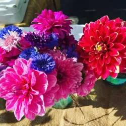 Fallbrook Farmers Market - Fallbrook