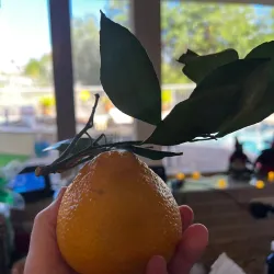 The Olive Hill Farm - Fallbrook