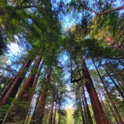 Los Padres National Forest - Fillmore