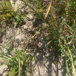 Santa Clara River Trail - Fillmore