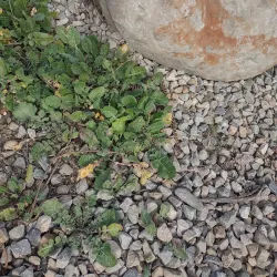 Santa Clara River Trail - Fillmore