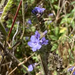 Santa Clara River Trail - Fillmore
