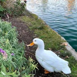 Mary Vagle Nature Center Amphitheater - Fontana