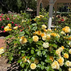 Central Park - Foster City