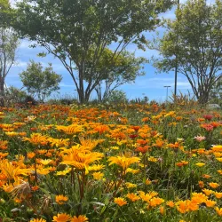 Fountain Valley Recreation Center - Fountain Valley