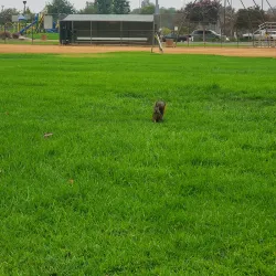 Fountain Valley Sports Park - Fountain Valley