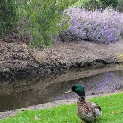 Huntington Beach Central Park - Fountain Valley