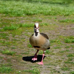 Huntington Beach Central Park - Fountain Valley
