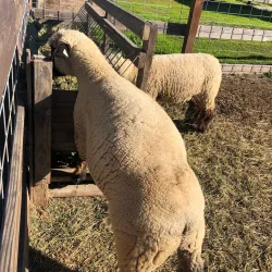 Ardenwood Historic Farm - Fremont