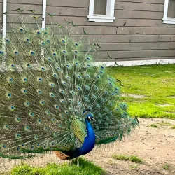 Ardenwood Historic Farm - Fremont