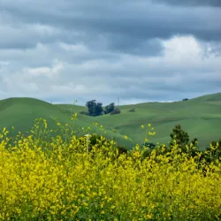 Central Park - Fremont