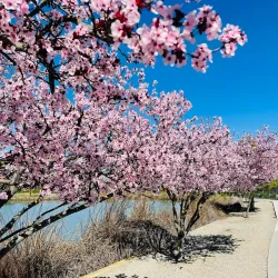 Central Park - Fremont