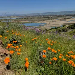 Coyote Hills Regional Park - Fremont