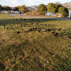 Lake Elizabeth/Central Park Lagoon - Fremont