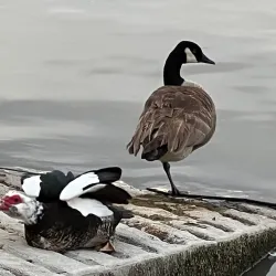 Lake Elizabeth/Central Park Lagoon - Fremont