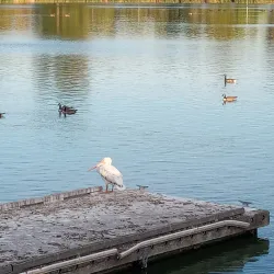 Lake Elizabeth/Central Park Lagoon - Fremont