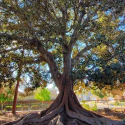 Shinn Historical Park and Arboretum - Fremont