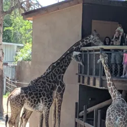 Fresno Chaffee Zoo - Fresno