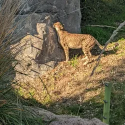 Fresno Chaffee Zoo - Fresno