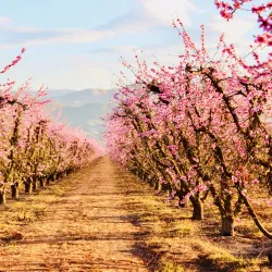 Fresno County Blossom Trail - Fresno