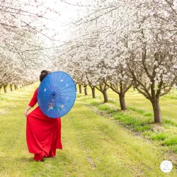 Fresno County Blossom Trail - Fresno