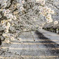 Fresno County Blossom Trail - Fresno