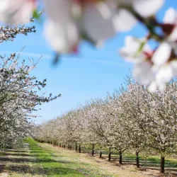 Fresno County Blossom Trail - Fresno